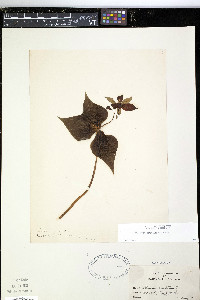 Trillium erectum image