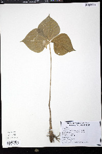 Trillium cernuum image