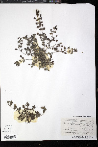 Mecardonia procumbens image