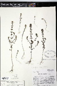 Euphrasia stricta image