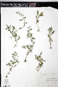 Gratiola neglecta image