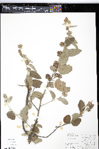 Waltheria indica image