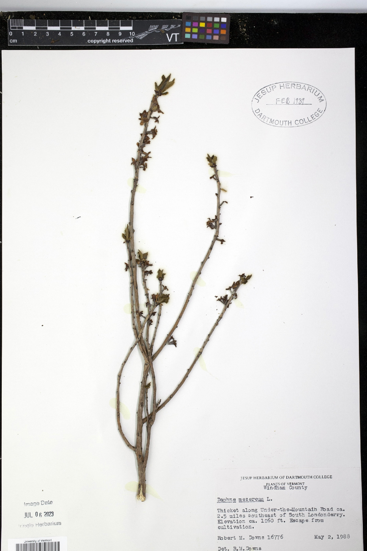 Daphne mezereum image