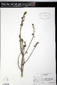 Daphne mezereum image