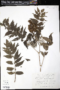 Sorbaria sorbifolia image