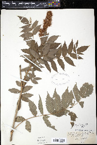 Sorbaria sorbifolia image