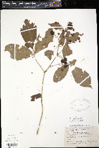 Rubus setosus image