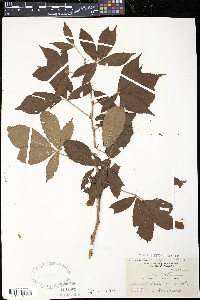 Rubus setosus image