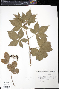 Rubus vermontanus image