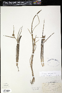 Sparganium angustifolium image