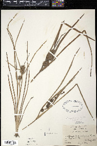 Sparganium angustifolium image