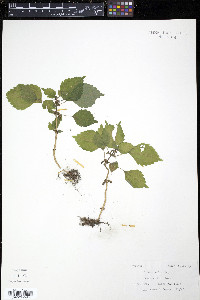 Pilea pumila image