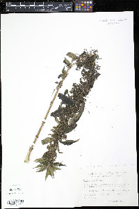 Urtica gracilis image