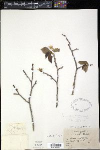 Ulmus procera image