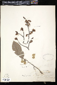 Ulmus thomasii image