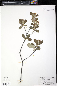 Aronia × prunifolia image