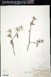 Amelanchier canadensis image