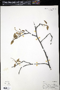 Amelanchier laevis image