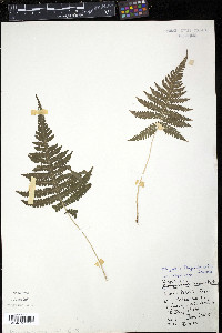 Thelypteris phegopteris image