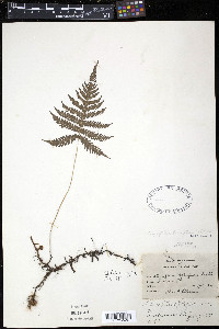 Dryopteris phegopteris image