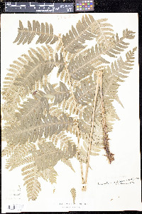 Dryopteris goldieana image