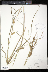 Carex vesicaria image