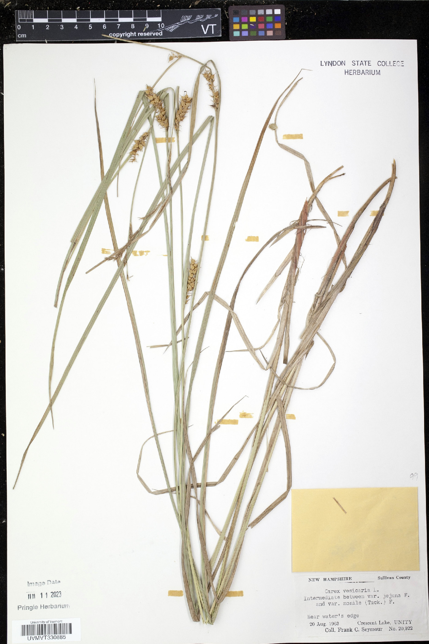 Carex vesicaria var. monile image