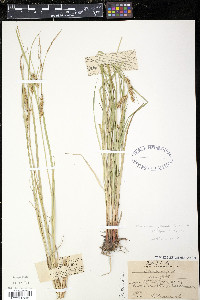 Carex vesicaria var. jejuna image