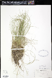 Carex trisperma image