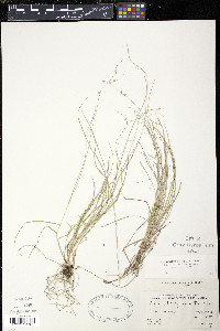 Carex trisperma image