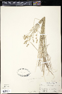 Carex stellata image
