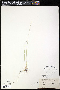 Eriophorum alpinum image