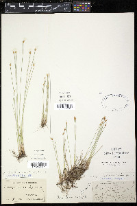 Scirpus hudsonianus image