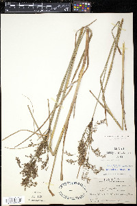 Scirpus atrocinctus image