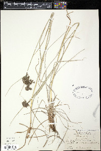 Scirpus atrocinctus image