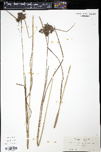 Scirpus atrocinctus image