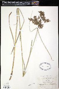 Scirpus atrocinctus image