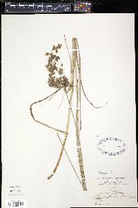 Scirpus atrocinctus image