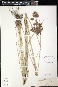 Scirpus atrocinctus image