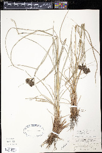 Scirpus atrocinctus image