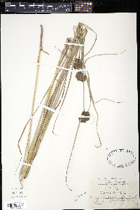 Scirpus atrocinctus image