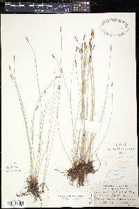 Eleocharis erythropoda image