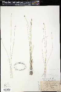 Eleocharis erythropoda image