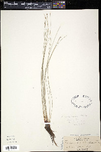 Eleocharis erythropoda image