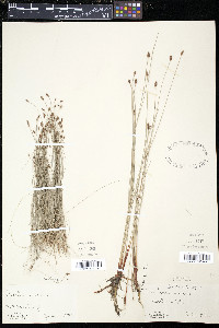 Eleocharis tenuis image