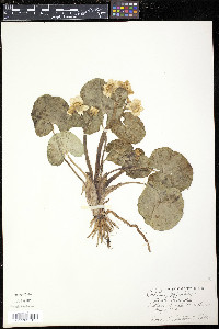 Caltha palustris image