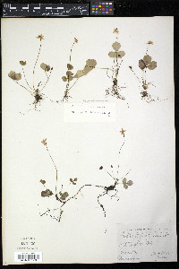 Coptis trifolia image