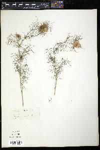 Nigella damascena image