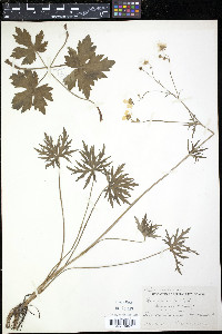 Ranunculus acris image