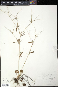 Ranunculus allegheniensis image